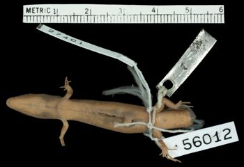 Media type: image;   Herpetology R-56012